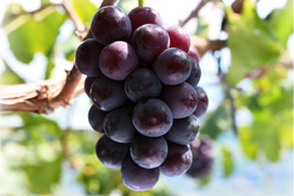 花笑み農園　岡山のオーロラブラック約２kg（３～５房）家庭用【9/10～順次発送】A-2家