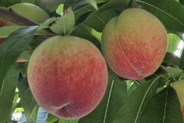 甘くてジューシー「はなよめ🍑」
温室🍑無袋🍑棚栽培🍑訳あり🍑
