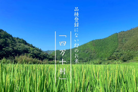 【四万十清流育ち】おばあちゃんが泣いた品種登録にない幻のお米「四万十村」１０ｋｇ 農薬不使用 自然栽培 四万十産