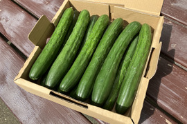 朝採り！新鮮カリッと！きゅうり