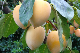 干し柿用 渋柿 あたご柿 愛宕柿 約5.5Kg(１個260g前後）