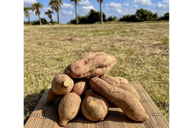 種子島産 安納芋 B品（M〜Lサイズ）20kg｜甘くて濃厚🍠｜aimo農園直送