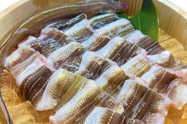 肉厚あなごの切り身！島根県沖で獲れた新鮮なアナゴの切り身たっぷり500g(17~21枚)