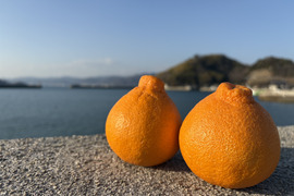 【おいしさ格別！】広島県産 ｢不知火(しらぬい)｣ 10kg