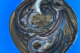 【浜名湖産天然ウナギ】5匹〜7匹で1kg