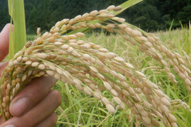 江戸時代の肥後米! 穂増(玄米)　5ｋｇ　天日干し・自然栽培　　令和5年度産　新米