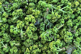 【春の香り】花山椒/はなさんしょう/天然/高級山菜/100g【4/13~15発送】【冷蔵便】