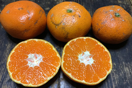 今季ラスト用意できました！【農薬不使用】見た目が悪い青島みかん4kg【訳ありの訳】