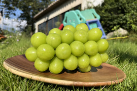 有名洋菓子店シャトレーゼ御用達『新鮮朝採』KOSHUシャインマスカット2㎏セット（500～600g×3～4房程度）