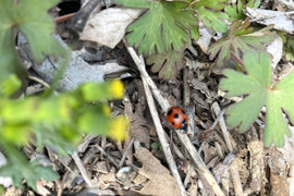 不揃い いろいろな葡萄セット 3~4房1.5kg ＃食べ比べ