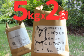 予約です‼︎  もっちもちの25年度産新米!!　信州上田産コシヒカリ玄米5kgx2袋 おむすび お弁当に!!　令和7年 農家直送