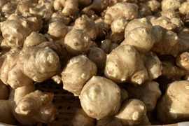 菊芋　約２㎏【肥料・農薬不使用、不耕起(耕さずに)栽培、自家採種】