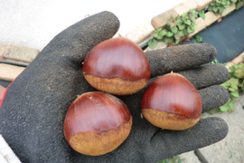 【岸根栗 ねっとり甘く香り高い栗】　岸根３０gまでのサイズ　農薬不使用  無肥料  除草剤不使用栽培１５年目 約900g