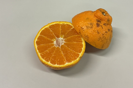 不知火(デコポン同品種)【家庭用(超 訳あり)】2.5kg 322-2hol