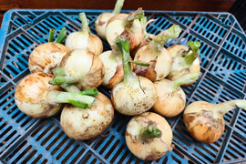 フルーツのような瑞々しさと透明感、新玉ねぎ（約1.5kg)