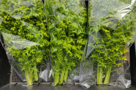 ✨お肉が劇的にうまくなる！🍃採れたてわさびリーフ500g　農薬・化成肥料不使用✨