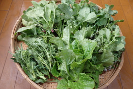 【自然栽培】高原の春の葉野菜セット（5～6品目）