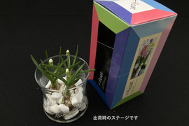 可愛らしいムスカリ白３球入れ🌺
ガラスベース付　おしゃれなギフトボックス入り　【期間限定】