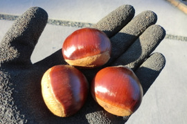 【ねっとり甘い栗 大粒のみ厳選】甘く香り高い栗　岸根　農薬不使用  無肥料  除草剤不使用 約900g