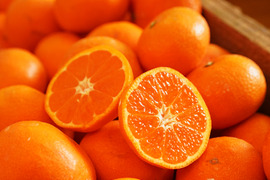 蔵出しみかん晩生10kg｜日本農業遺産認定の和歌山県海南市下津町の特産品