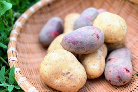 いつものごはんが、少し楽しみになる。島じゃがいもの食べ比べ｜デジマ&グラウンドペチカ ５kg詰め合わせ