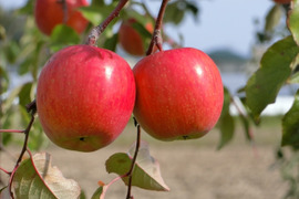 元気なサンふじ 5㎏　13～20玉　［ASIAGAP認証農場：津軽農園］ 青森りんご　農家直送