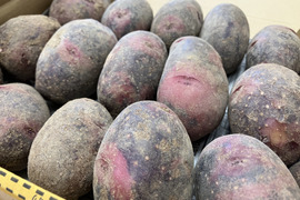 めちゃくちゃ美味しいじゃがいも！デストロイヤー（グランドペチカ）1.2キロ