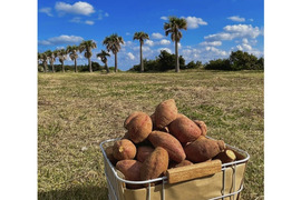 種子島産 安納芋 3Sサイズ 4kg｜甘くて濃厚🍠｜aimo農園直送