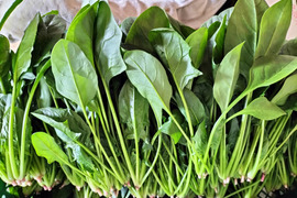 新鮮！シャキ旨！ほうれん草〈約1kg〉