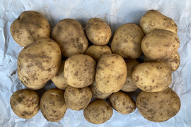 【農薬不使用】新じゃが・男爵（1Kg）（写真は3Kgです）