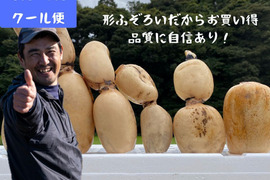 【規格外】夏れんこん4kg  ★冷蔵便でシャキ旨直送  たっぷりで家計応援　/ 蓮根 / レンコン