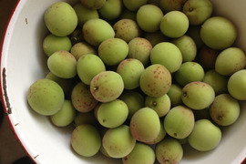 自然栽培　梅　1ｋｇ