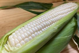 ※予約販売※【夏ギフト】【朝採り】甘さ爆発！弾けるとうもろこし　白色のみ8本 『Re.FOODS The Morokoshi』