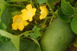 農薬化学肥料不使用 姫冬瓜5kg以上（2〜4個）