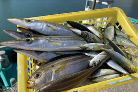 【未利用魚】漁師直送！捌かず食べれる！？おさかなセット【少人数向けサイズ】