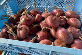 農薬・化学肥料不使用！とってもみずみずしい赤玉ねぎ5kg！