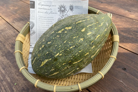 万次郎かぼちゃの通販｜かぼちゃ｜食べチョク｜産地直送(産直)お