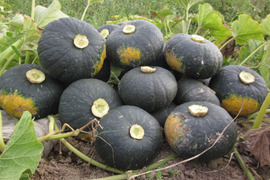 【北海道産】甘くてホクホクな南瓜　１０キロ