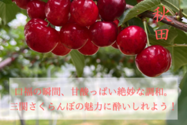 【100円引き中】【チルド便】朝採れ 甘い さくらんぼ 旬  佐藤錦  紅秀峰 秋田県産 サクランボ  400g〜  贈答 三関 パック 家庭用 お中元・ギフトに さくらんぼ 家庭用 即日発送