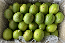 〔無等級良品〕 グリーン『ATAMI de LEMON®』5Kg -爽やか芳醇- 品種お任せ