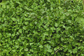 妙高の自然が育てた貴重な自生クレソン&よもぎのセット 60サイズの箱にいっぱい（おおよそ100グラム）