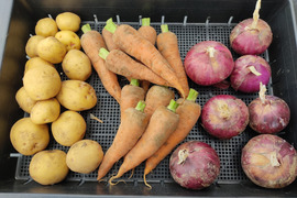 🥔🥕🧅届いたその日からごちそう｜カレー・シチュー野菜セット合計約3kg｜旬のじゃがいも・玉ねぎ・にんじん｜農薬・化成肥料不使用🥔🥕🧅