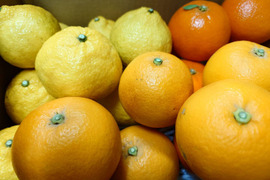 【柑橘食べ比べ】はるか・みはや・タロッコ