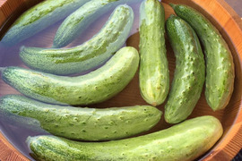 会津伝統野菜 余蒔きゅうり(4kg)　農薬化学肥料除草剤不使用