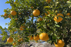 【有機JAS認証】尾鷲甘夏5kg　むいた瞬間、春が来る。