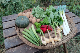 【生落花生入り】旬の野菜セット８品目