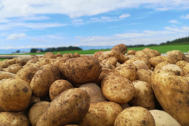 十勝から酵素農法のメークイン （越冬品）数量限定 約５キロ
