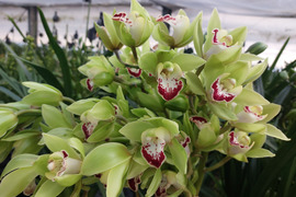 【訳あり切り花3本】シンビジウムの切り花