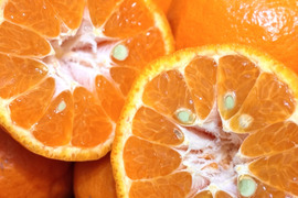 【濃厚な味と香り＆種あり】今津ぽんかん《ご家庭用 2kg》｜サイズ混合｜愛媛・西宇和産