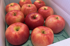 【予約販売】秋はさっぱり さんさ (冷蔵便) 約3kg(8～12個)